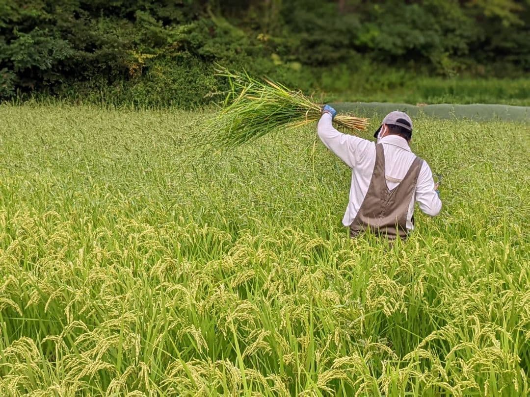 ★自然栽培米　玄米10kg(5kg×2)　令和7年度　熊本県産　森のくまさん★