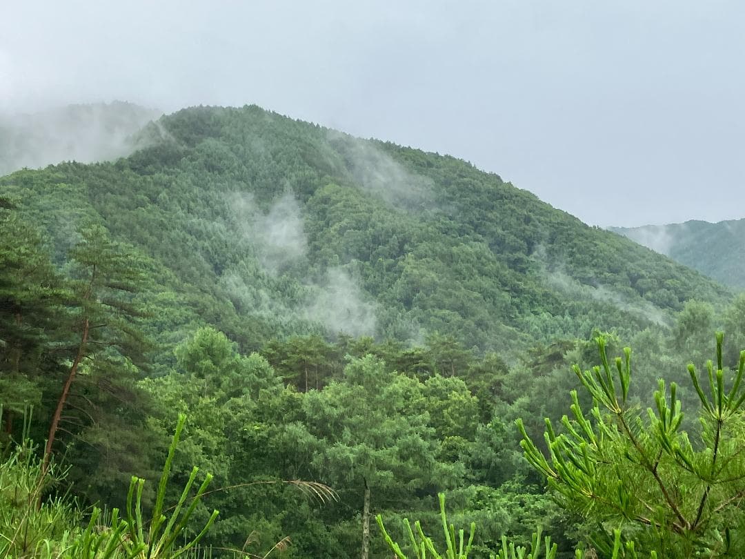 国産蜂蜜 1000g 3本セット 信州産 アカシア 百花 栗 セイヨウミツバチ