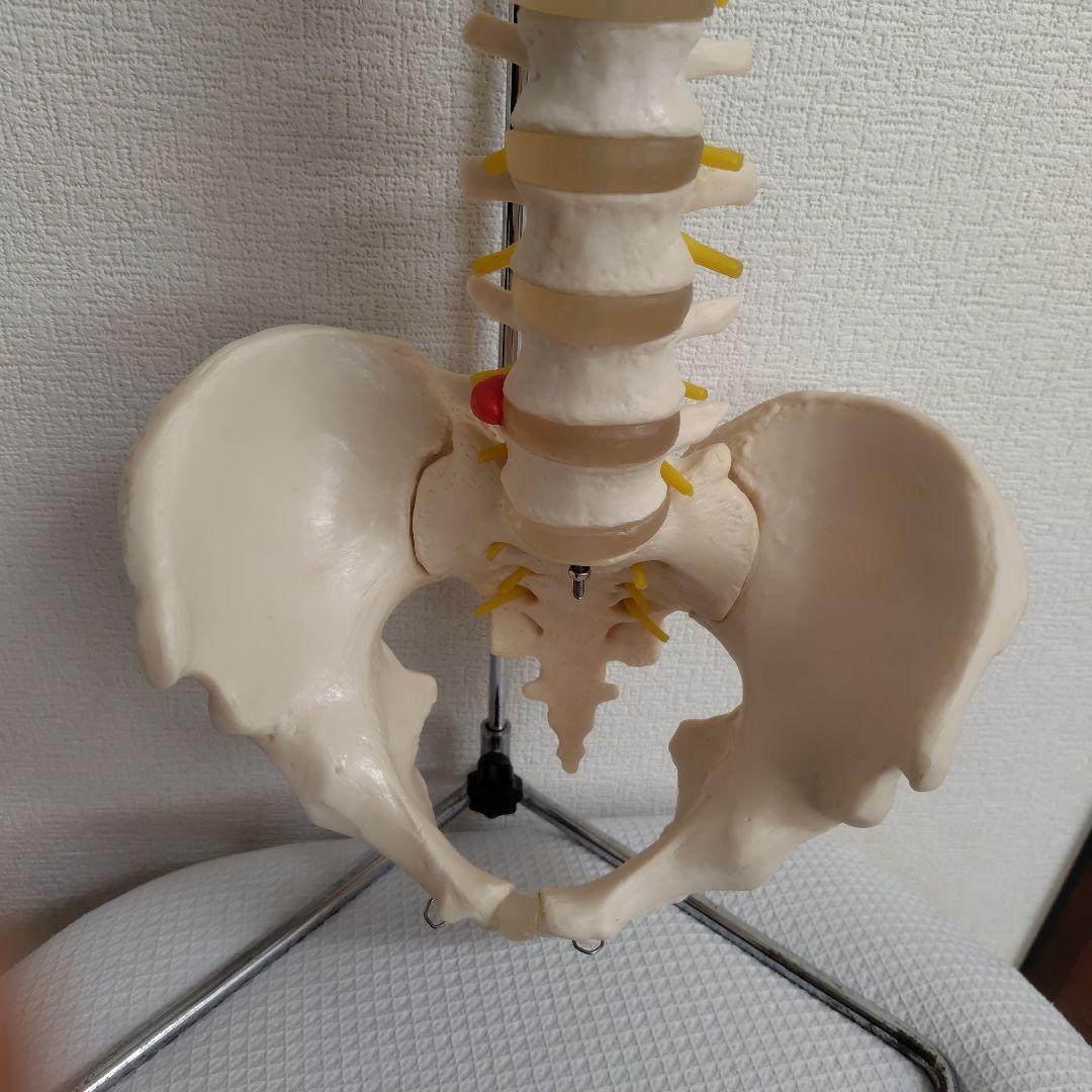 骨格標本　骨格模型　脊柱模型 スタンド付き