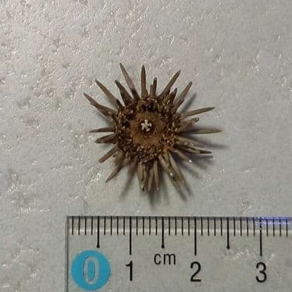 Arbacia lixula africana　棘付き標本