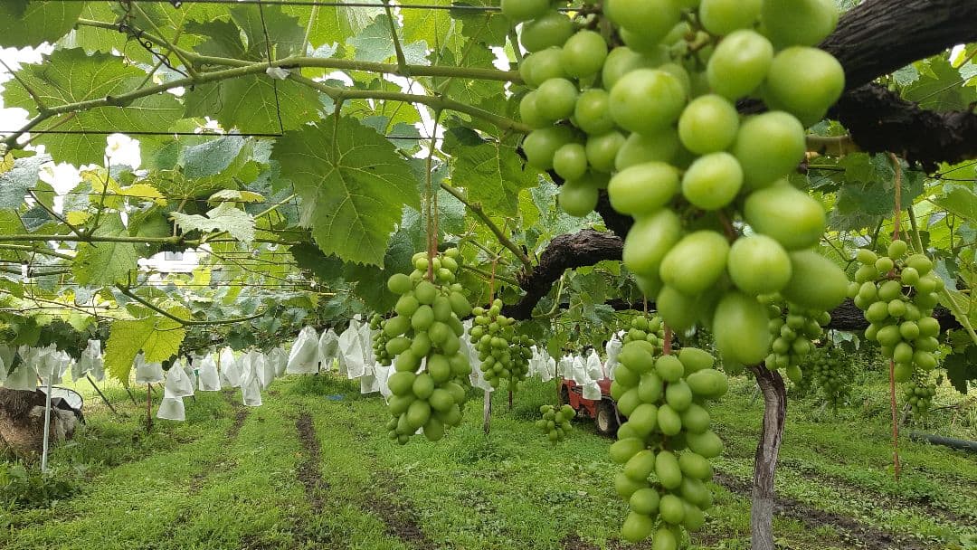 シャインマスカット大粒多め入り5.5キロパック入りになります。