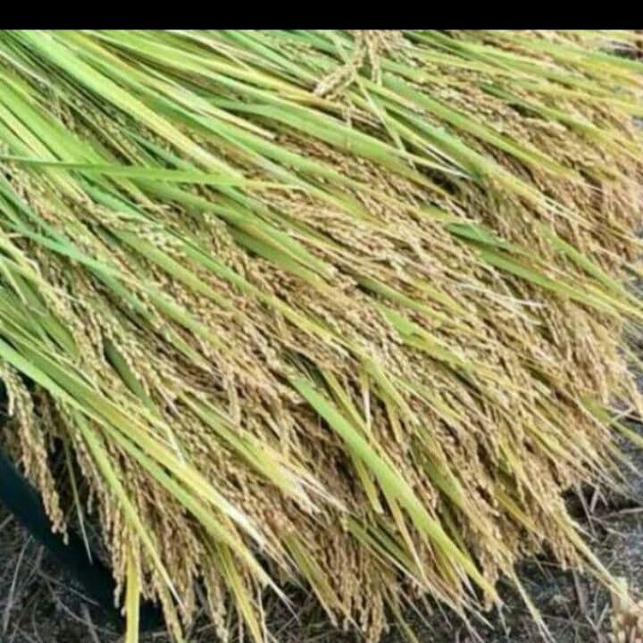 天日干しはぜかけ米 信州発令和7年度産 もち米10キロ