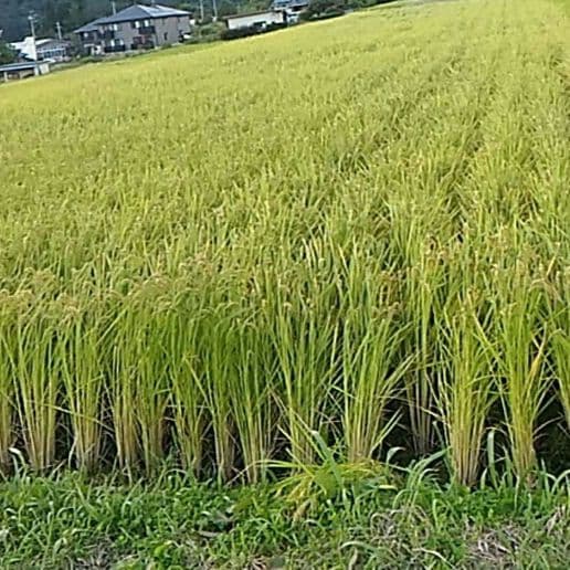 天日干しはぜかけ米 信州発令和7年度産 もち米10キロ