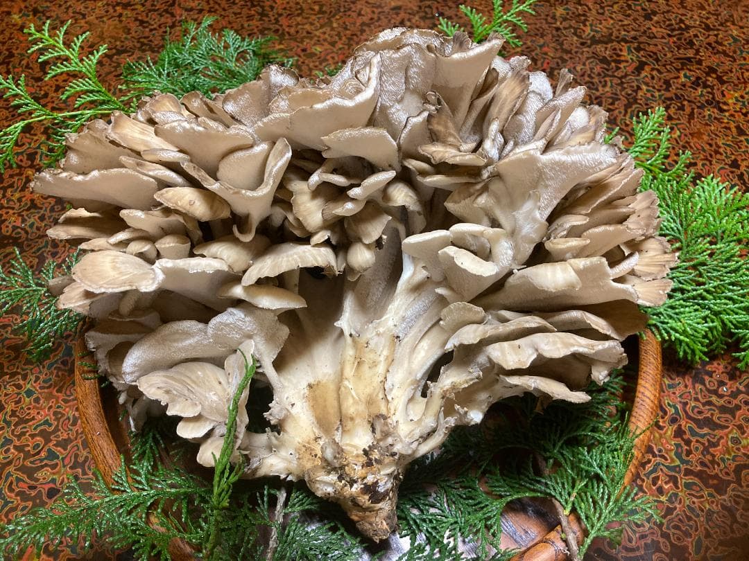 マイタケ　舞茸　チャフ　信州産　1449g