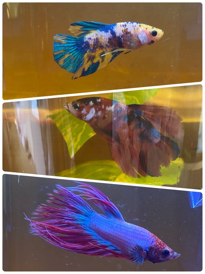 沖縄県やんばる産マジックリーフ 1kg UV殺菌灯照射済み⑥