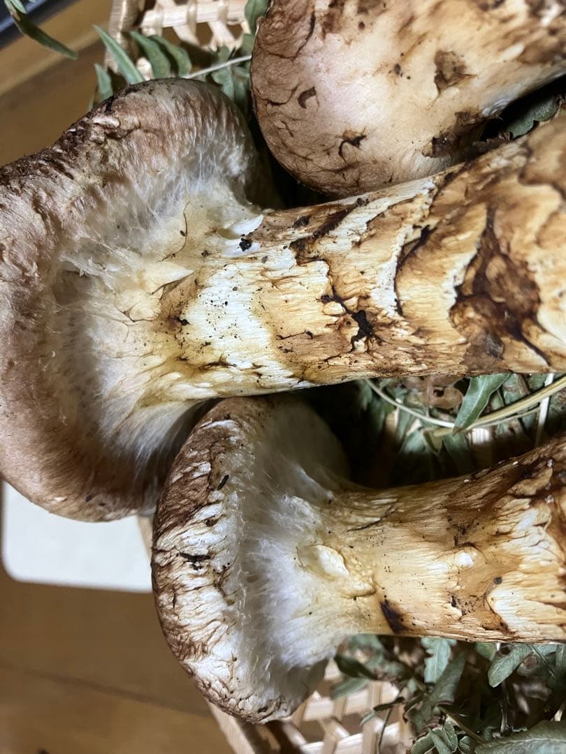 松茸　岩手県産　231g 17日夕方取れ