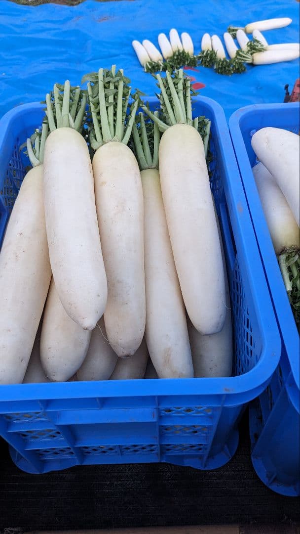 Mami様 干し大根25kg