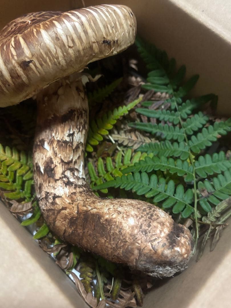 岩手県産松茸300g