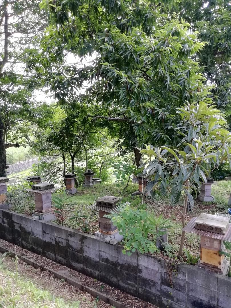 ♥️極み♦稀少限定コラボ品『100％純粋春蜜と幻の天然完熟秋蜜の食べ比べ』