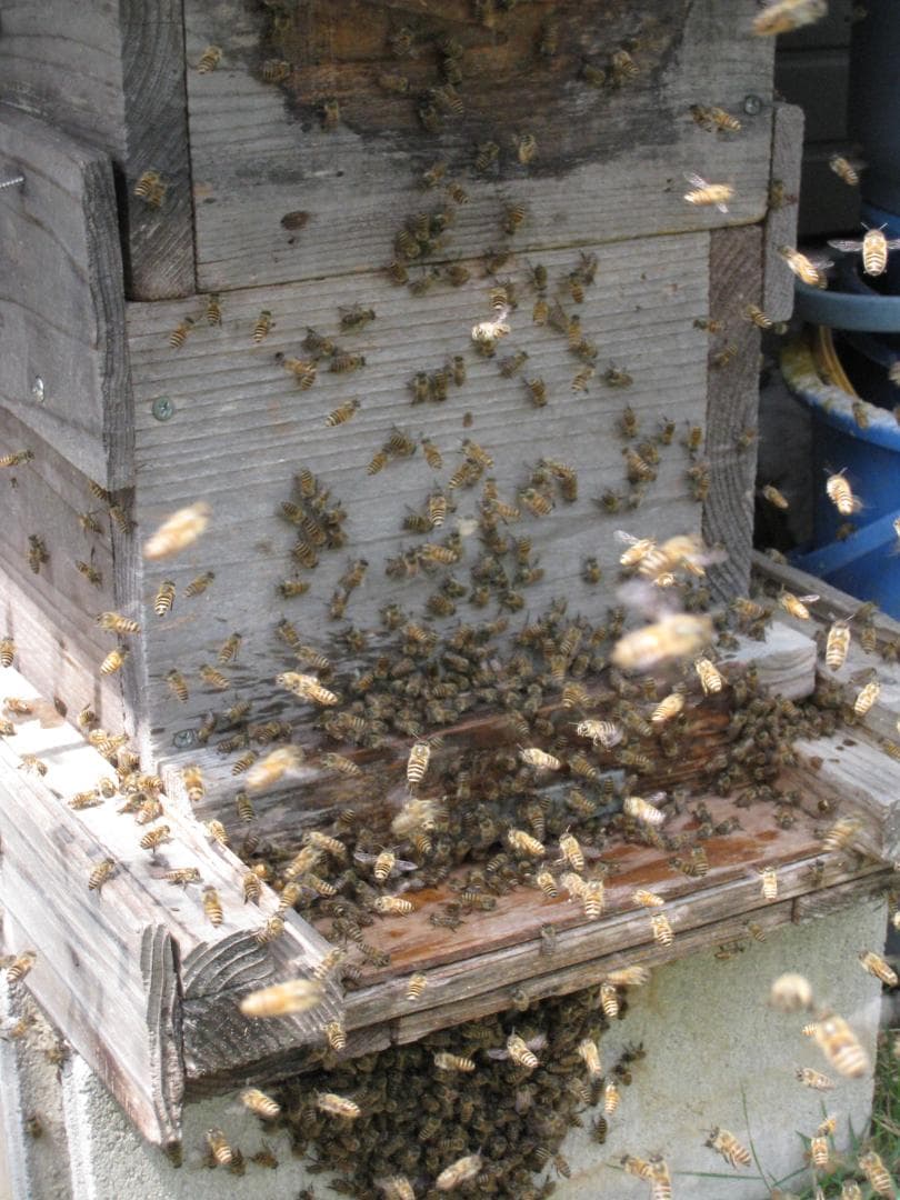 ♥️極み♦稀少限定コラボ品『100％純粋春蜜と幻の天然完熟秋蜜の食べ比べ』