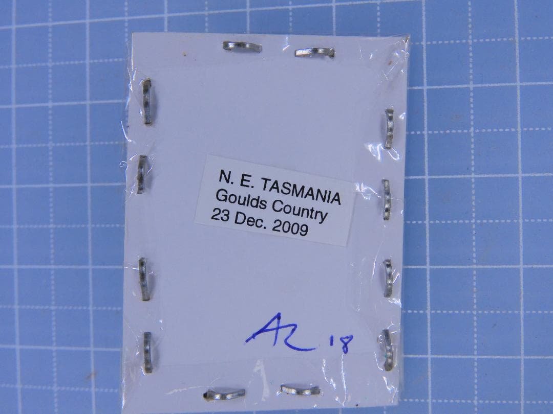 豪州産　カタハリクワガタ　18mm