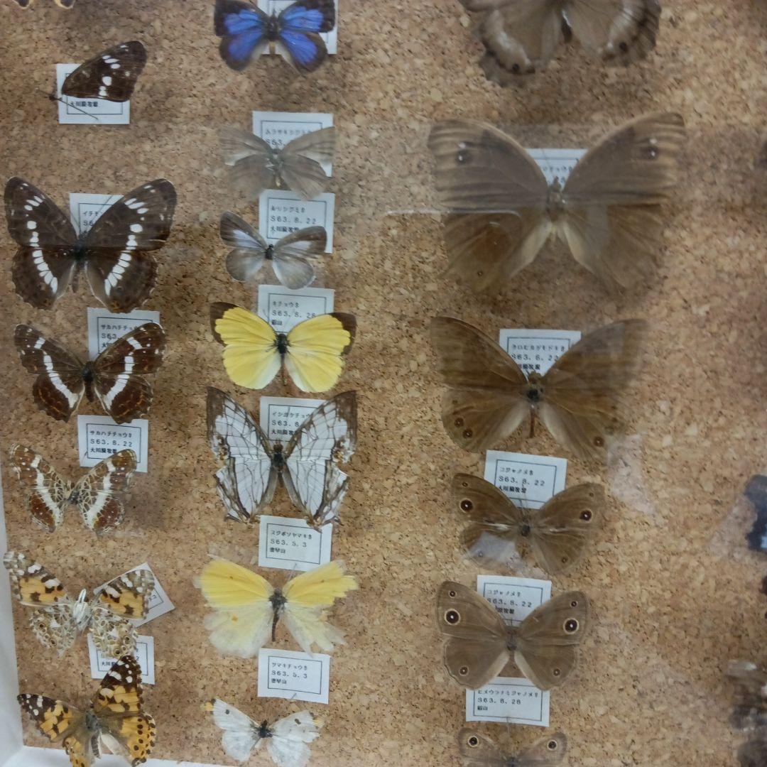昭和６３年当時物徳島県採取蝶々ガラス木製枠横幅５０X縦４２X厚さ６センチ標本品