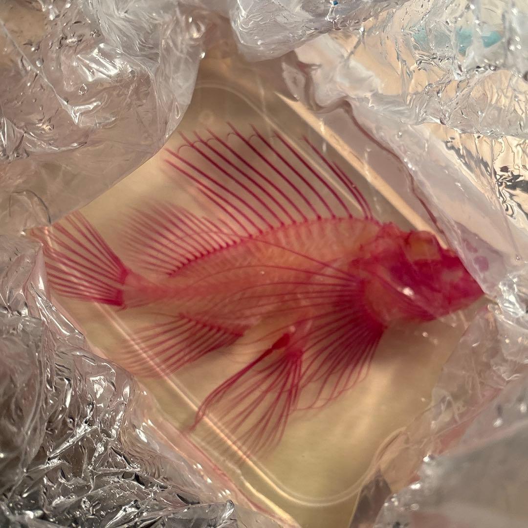 【透明骨格標本】ハナミノカサゴ 30cm