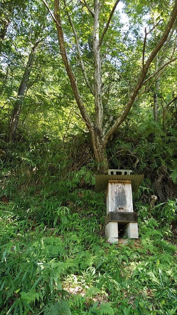 日本ミツバチ 蜂蜜 令和7年 採れたて 1200g 2年物たれ蜜 非加熱　百花蜜