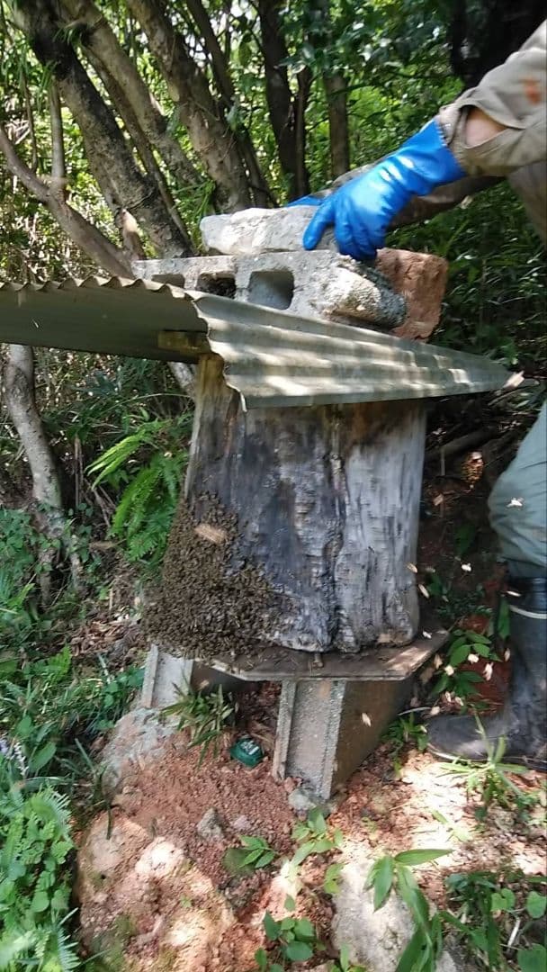 日本ミツバチ 蜂蜜 令和7年 採れたて 1200g 2年物たれ蜜 非加熱　百花蜜