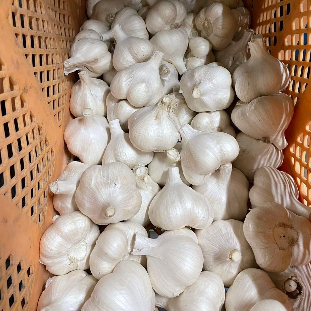 青森県産 ホワイト六片 ニンニク にんにく バラ 6 5kg