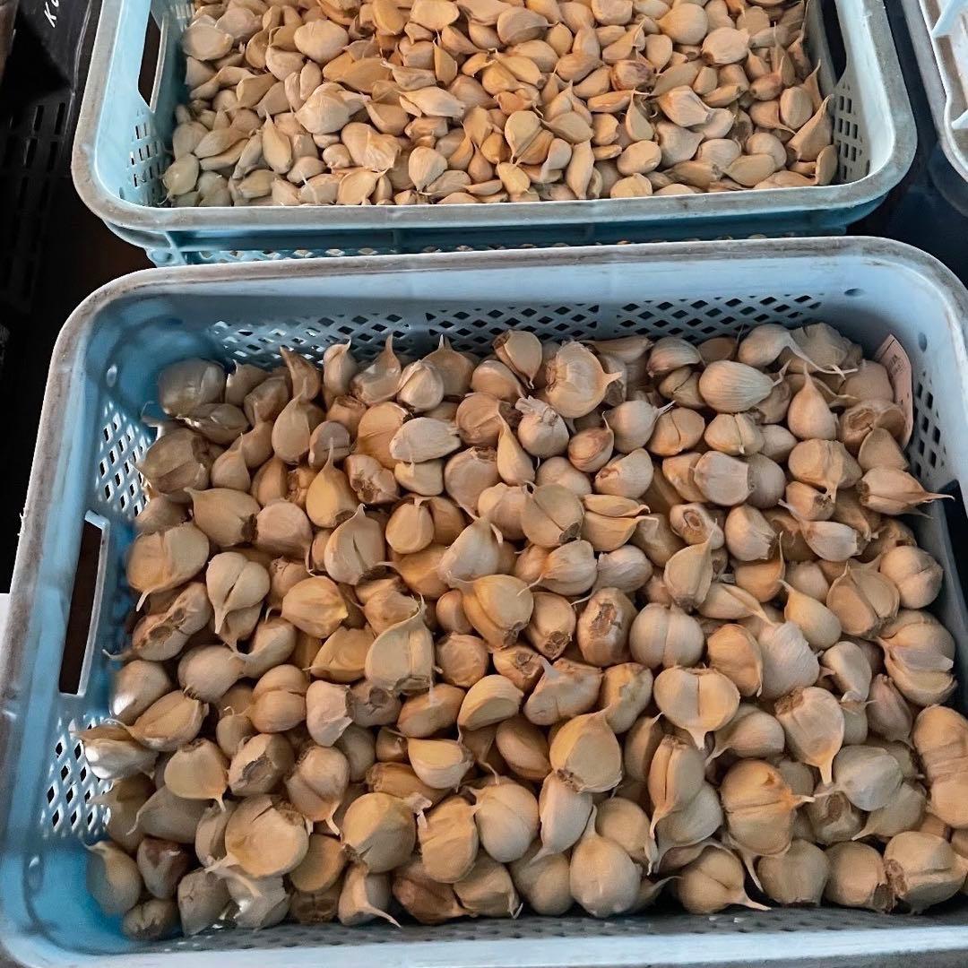 青森県産 ホワイト六片 ニンニク にんにく バラ 6 5kg