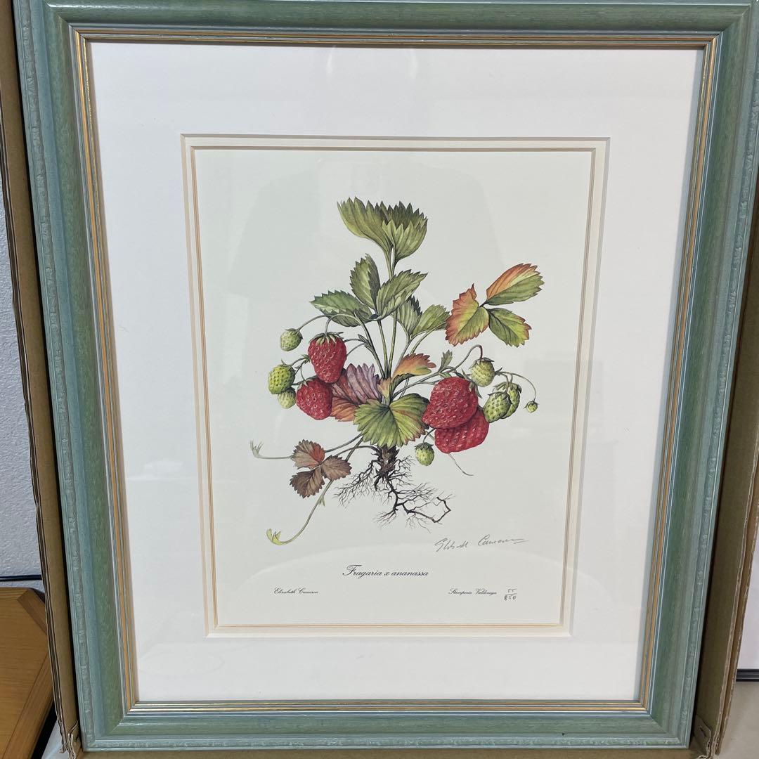 イチゴの植物画 リトグラフ
