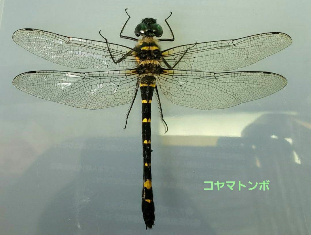 十（つなし）出品 トンボ標本13頭