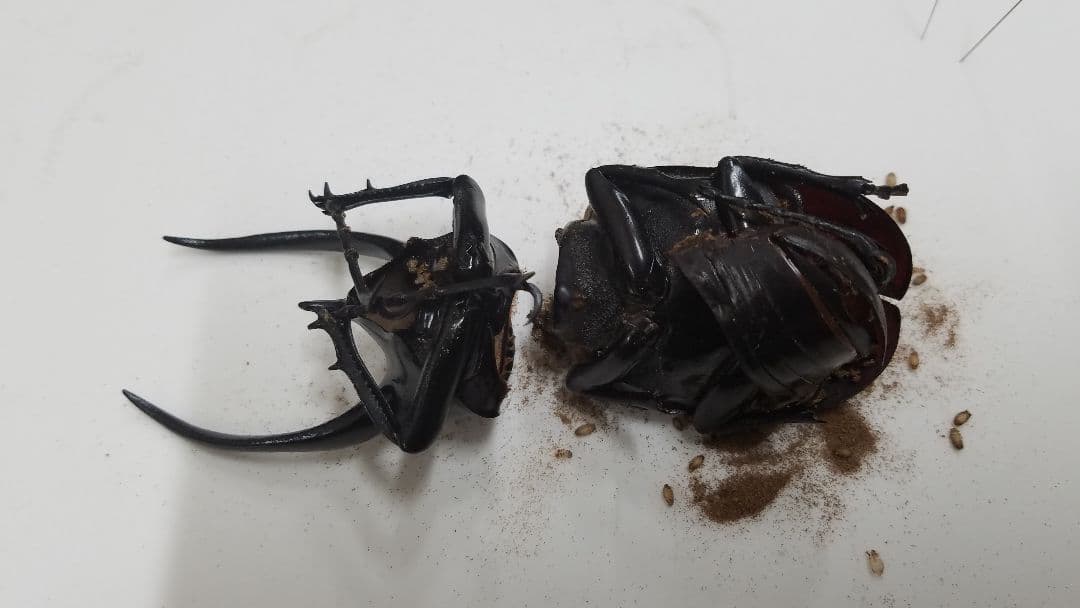 コレクションシリーズサタン