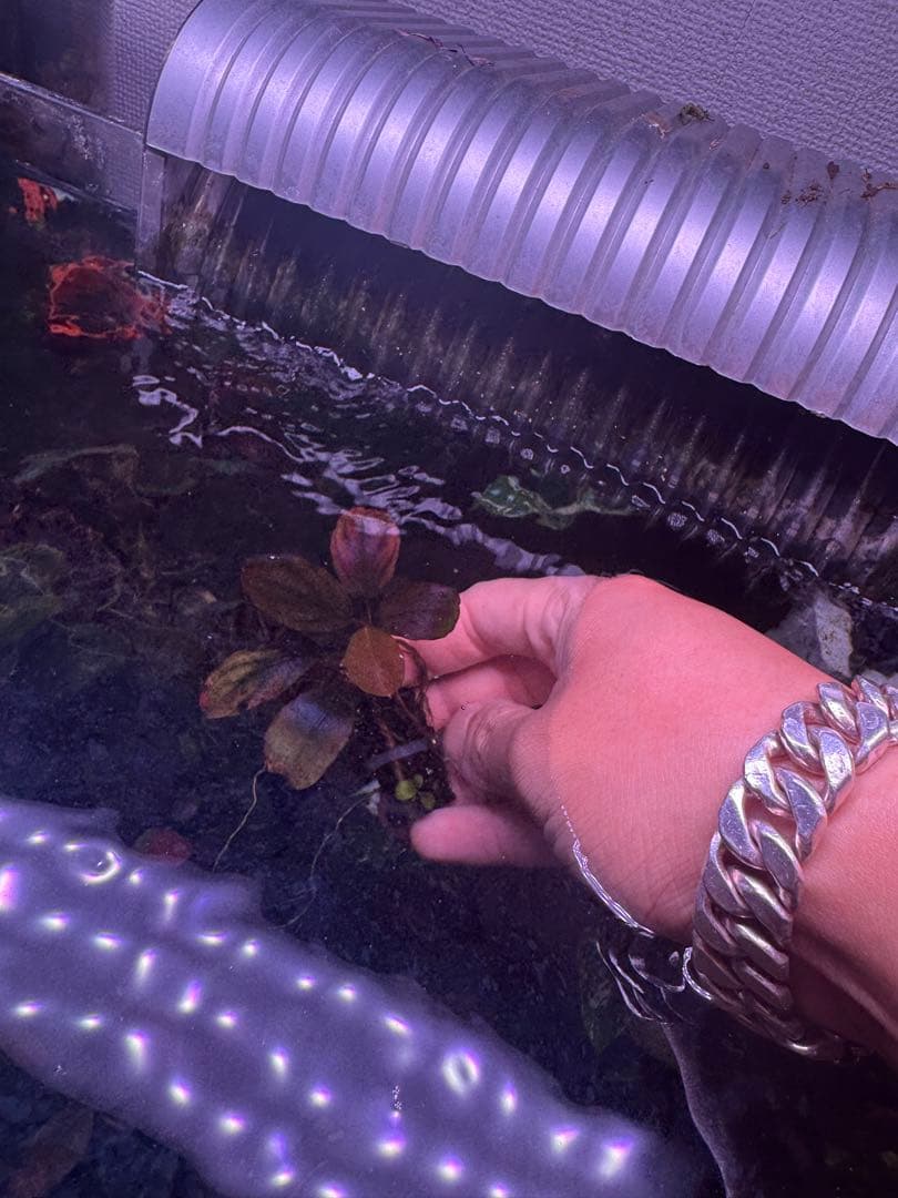 数量限定　ブセファランドラsp.ファンタスティックパープル大株　完全水中葉