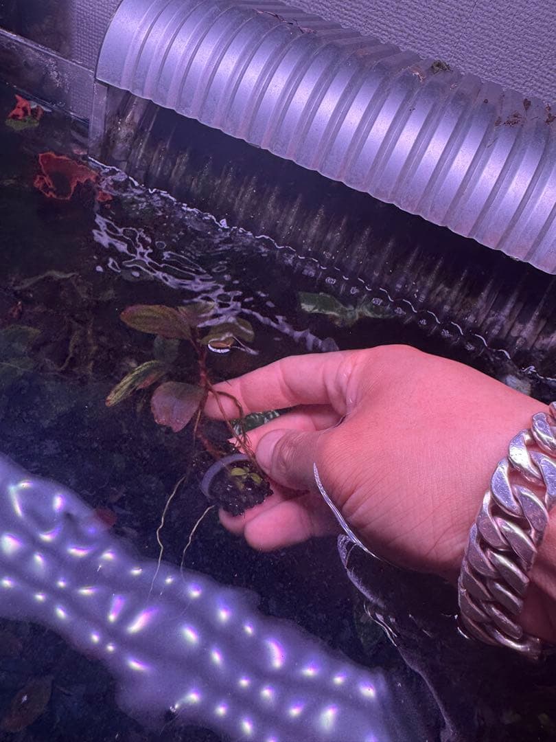 数量限定　ブセファランドラsp.ファンタスティックパープル大株　完全水中葉