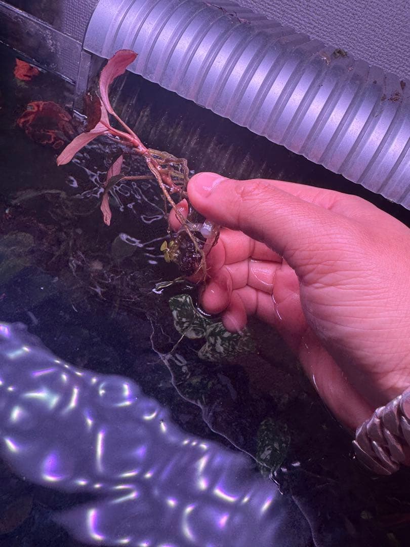 数量限定　ブセファランドラsp.ファンタスティックパープル大株　完全水中葉