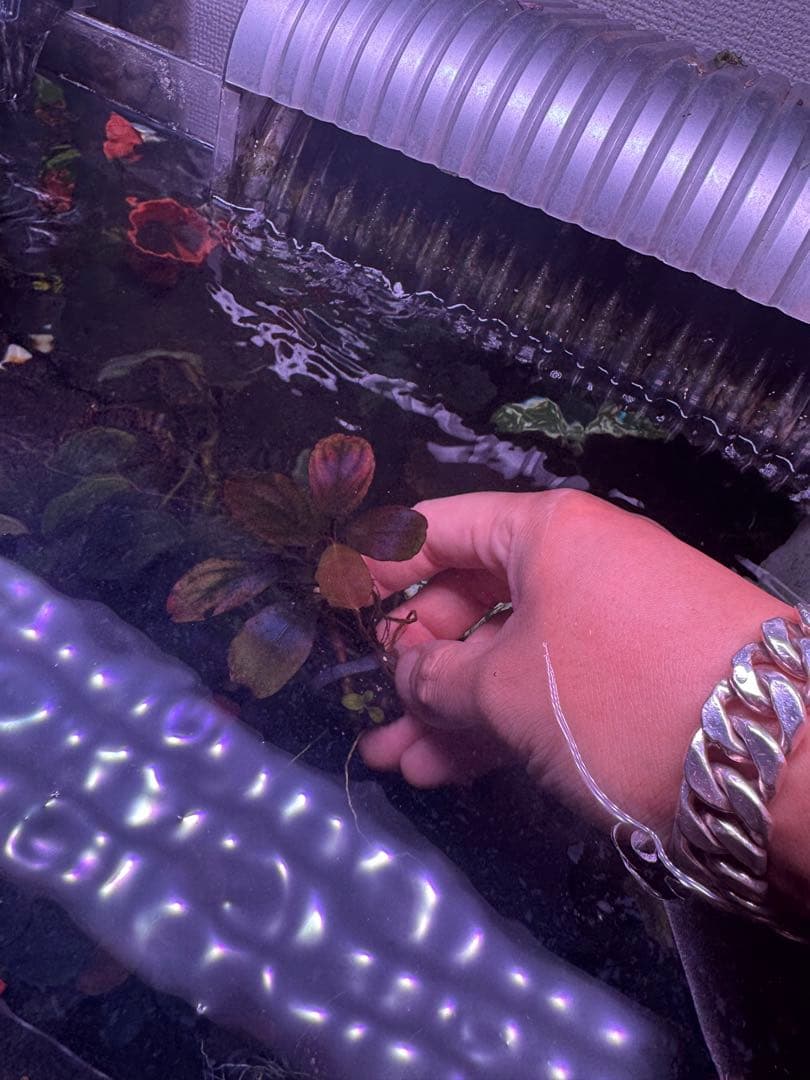 数量限定　ブセファランドラsp.ファンタスティックパープル大株　完全水中葉