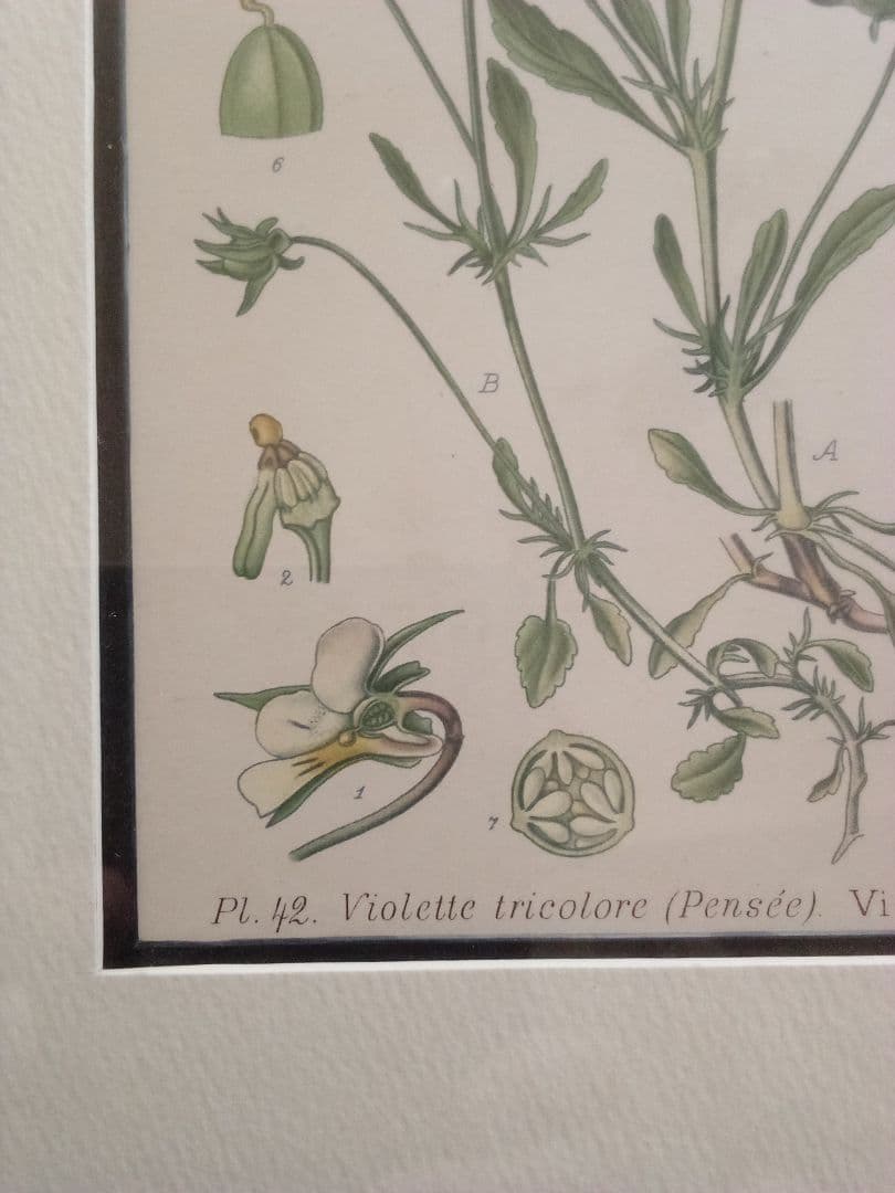 フランス ボタニカル画 石版画の額装品 １８９１年