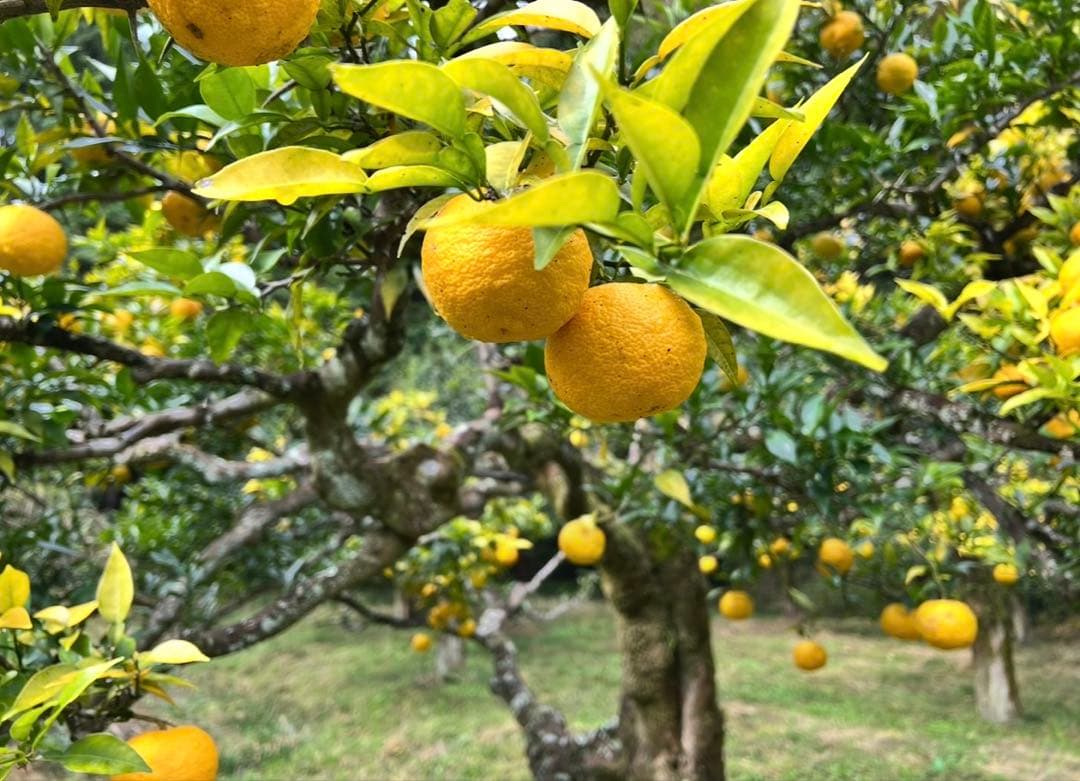 NAGOMIの柚子 20年間農薬不使用『バグーツ10kg』