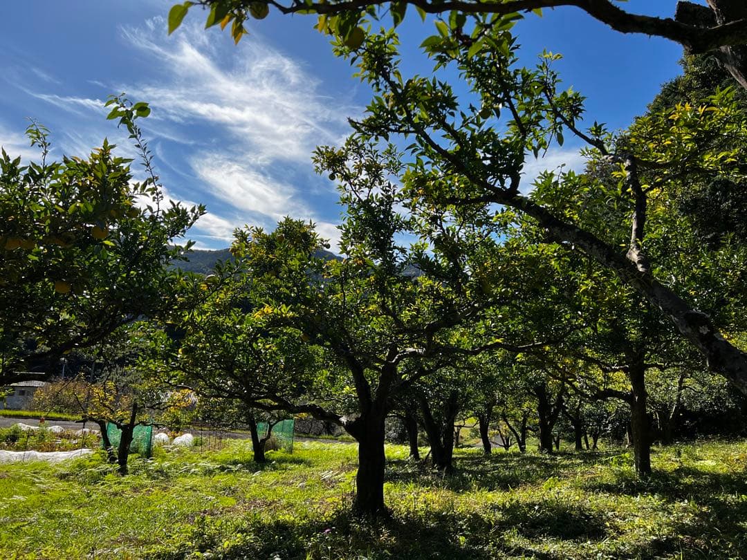 NAGOMIの柚子 20年間農薬不使用『バグーツ10kg』