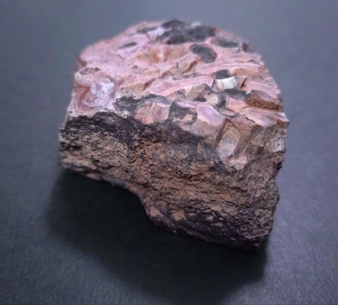 【激レア美麗】フィトサウルス類レドンダサウルスの装甲（スクート）化石