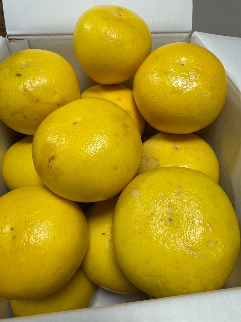 文旦　水晶文旦　みかん　好きに　　37