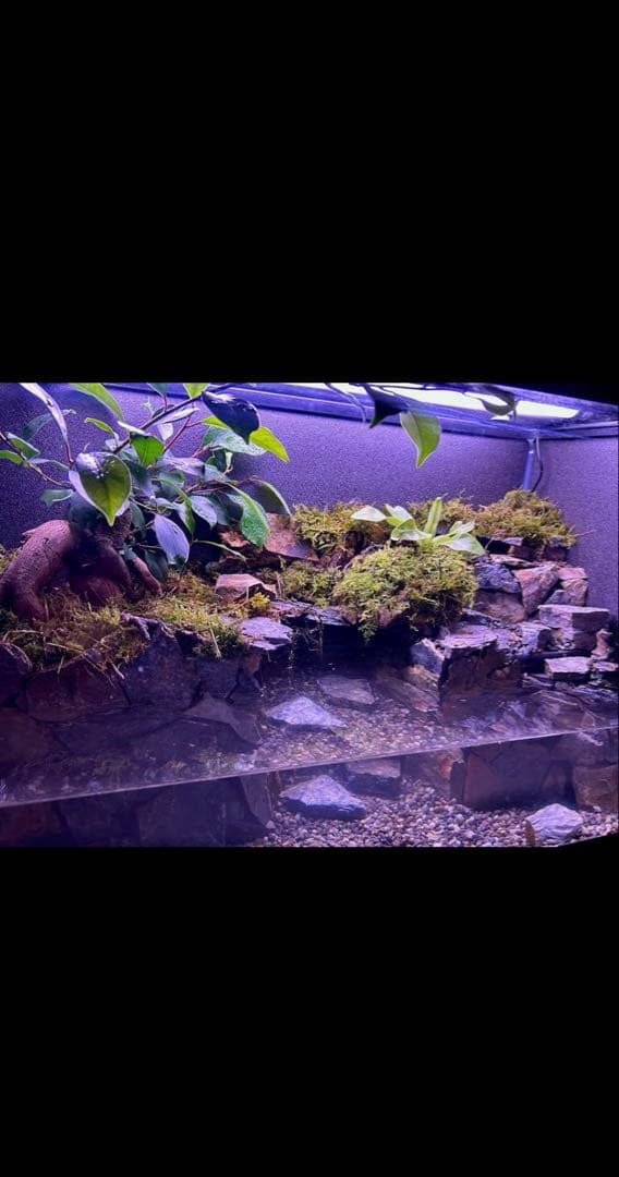 水の流れる滝テラリウム水槽　60サイズ　ガジュマル