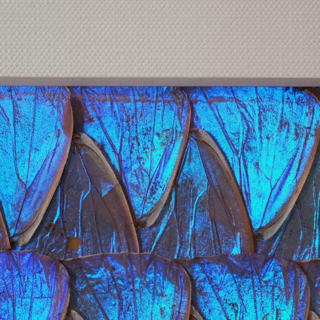 モルフォ蝶　絵画　羽絵アート　額縁