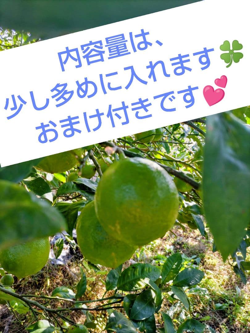 有機栽培 ベルガモット 果実 黄緑色 ３キロ 送料無料