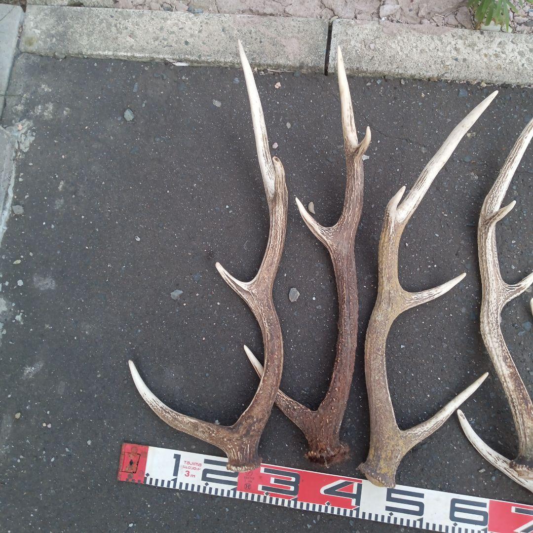 S*i様 天然蝦夷鹿角　犬のおもちゃ、工芸などとうぞ　３番