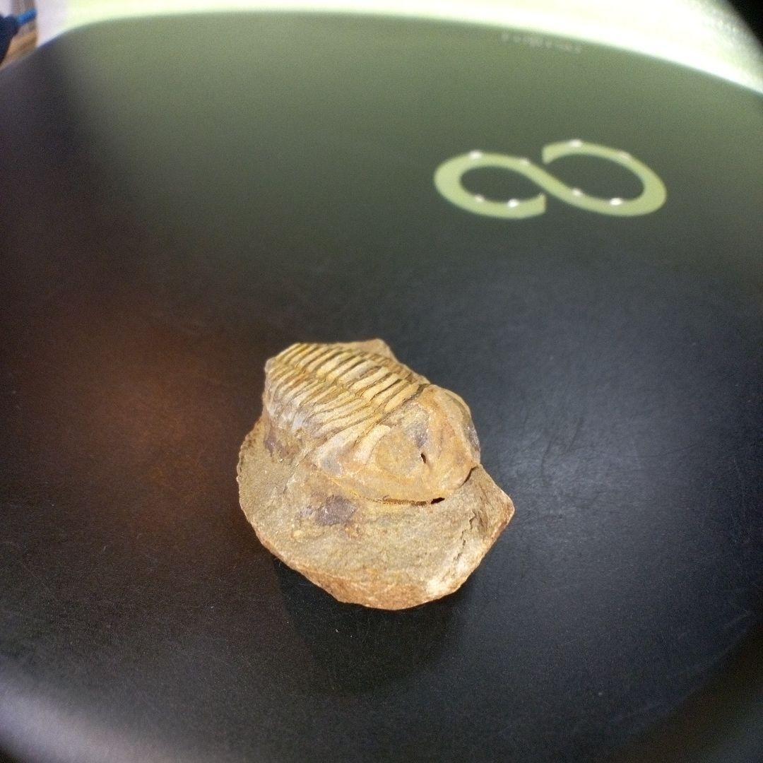 三葉虫　化石　fossil　ボリビア産　trilobite　南アメリカ化石郡⑥