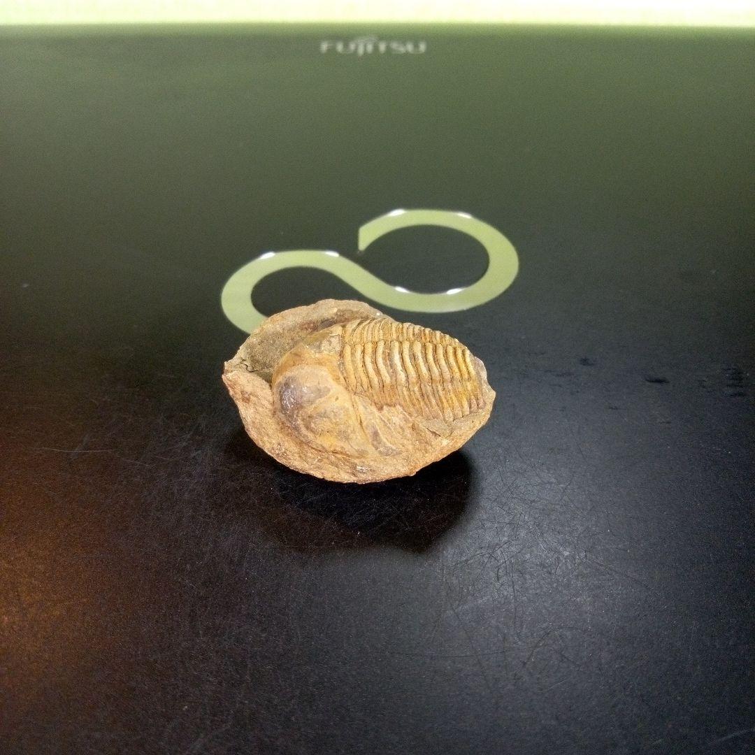 三葉虫　化石　fossil　ボリビア産　trilobite　南アメリカ化石郡⑥