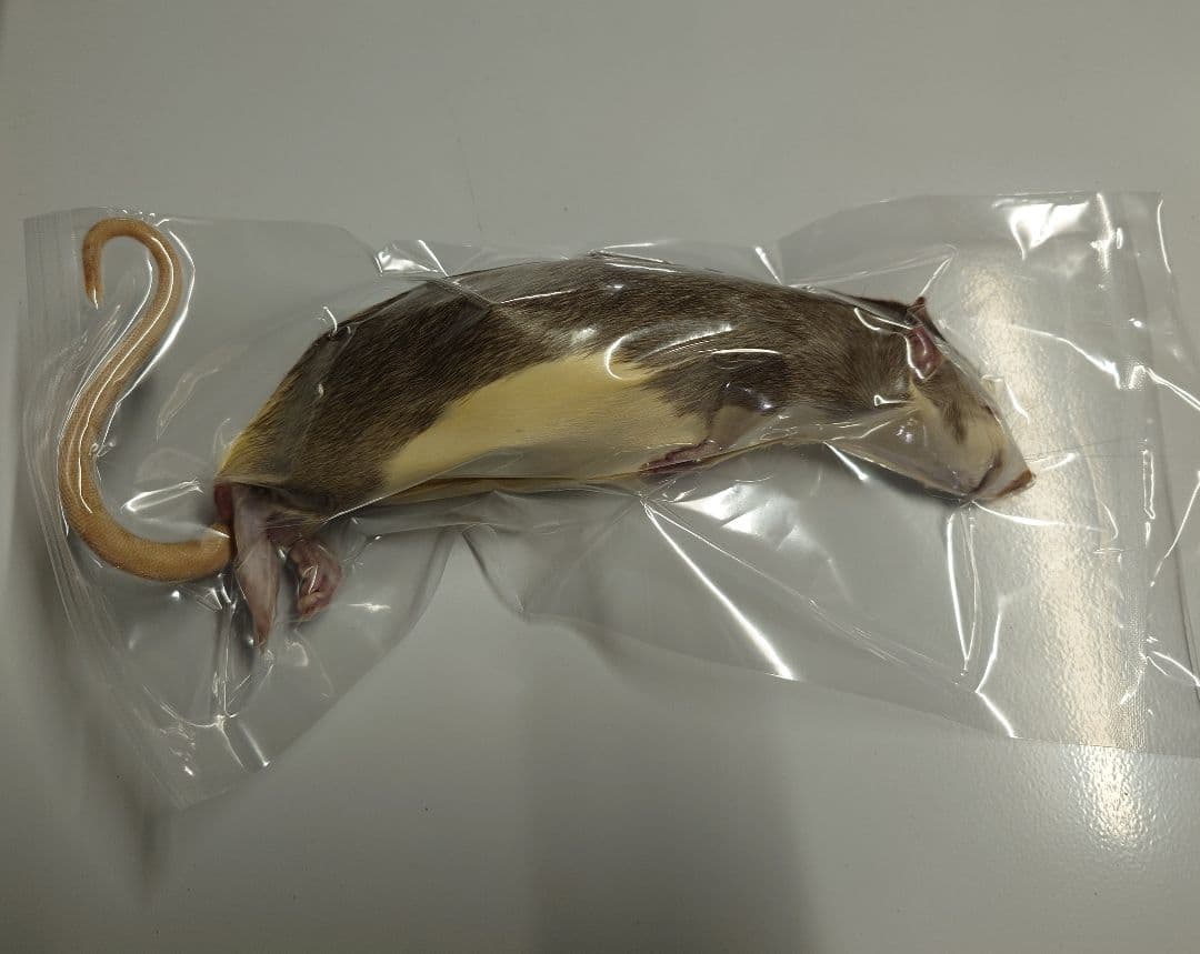 冷凍ラット 180~250g 30匹セット