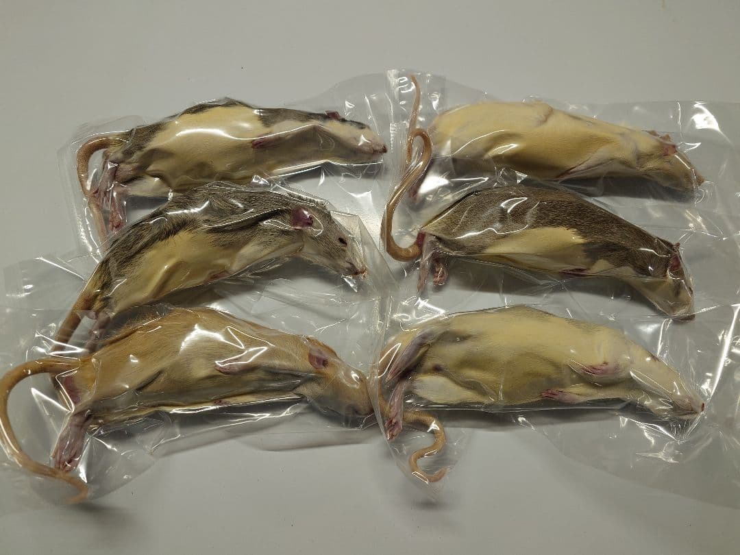 冷凍ラット 180~250g 30匹セット