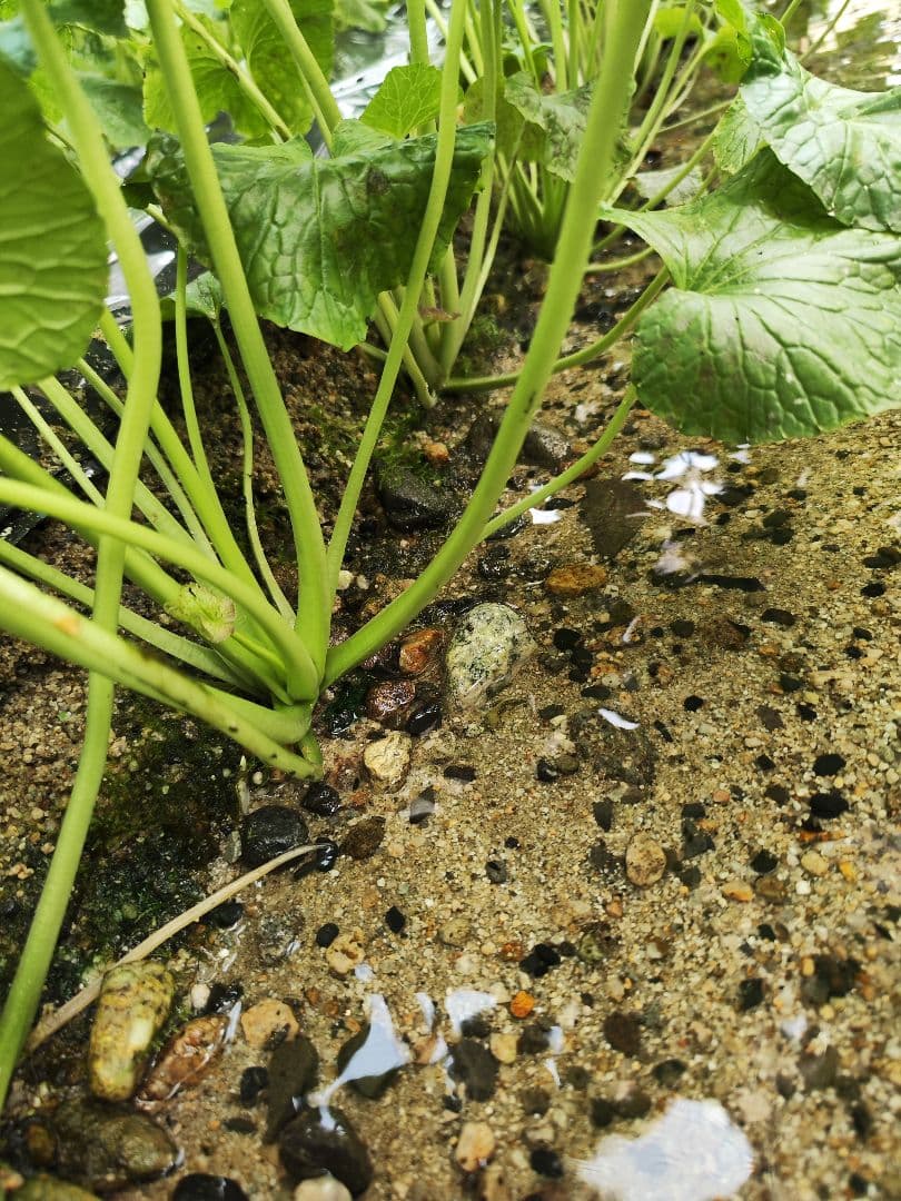 【専用】500g前後 茎付きわさび 信州 安曇野市産 沢わさび 生わさび