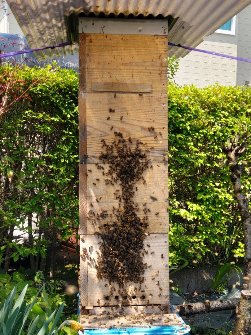 令和７年新蜜　日本みつばちの百花蜜　550ｇ✕4本（2.2㎏）