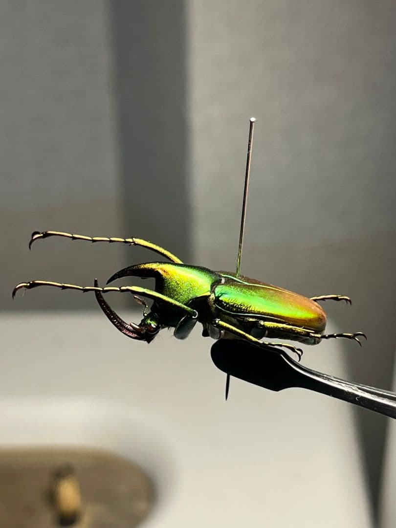 【31mm】カブトハナムグリ コガネムシ プラチナコガネ カナブン ゾウカブト