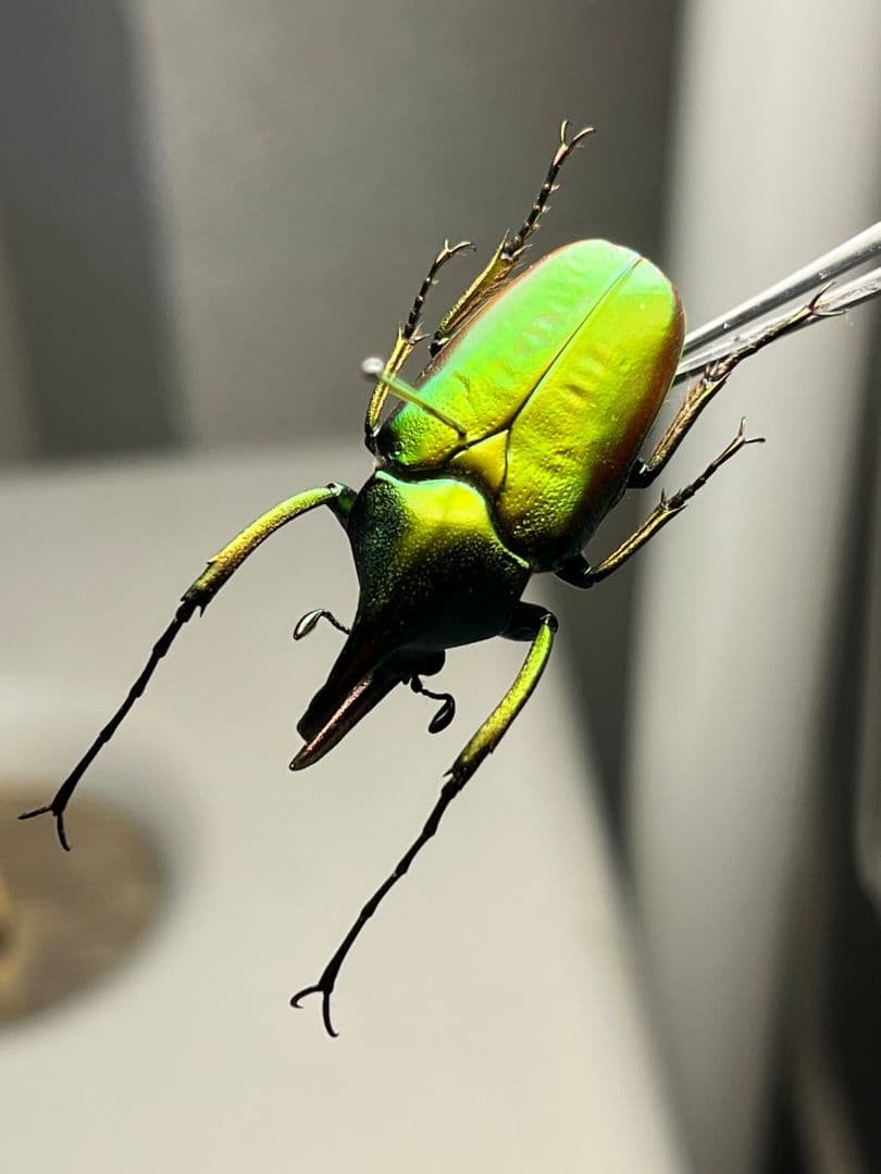 【31mm】カブトハナムグリ コガネムシ プラチナコガネ カナブン ゾウカブト