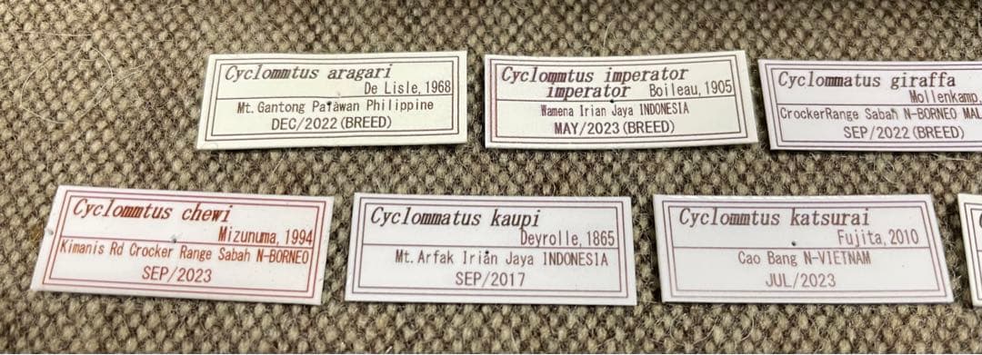 昆虫標本　キクロマトス13頭セット①