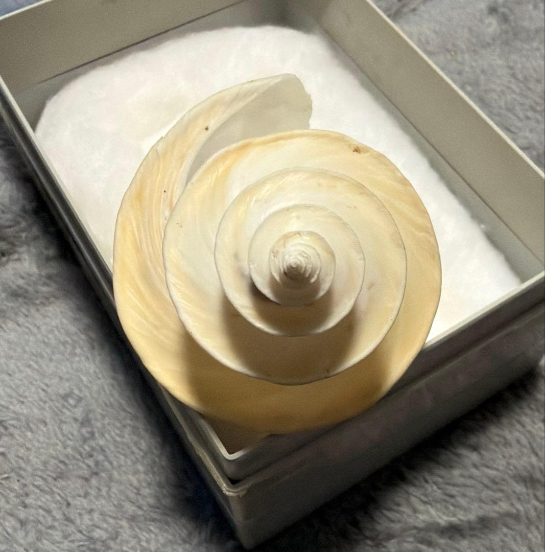 (超特大)チマキボラ　貝殻　標本　110mm クダマキガイ科