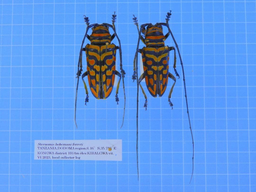 タンザニア産　ホウセキカミキリ　32mm 31mm