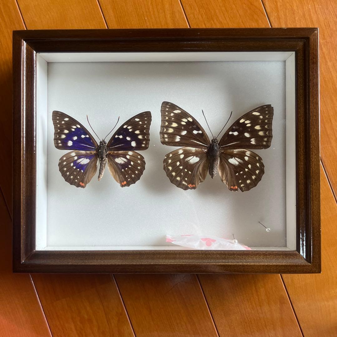 国産蝶オオムラサキ モルフォ型とオオムラサキ(雌)