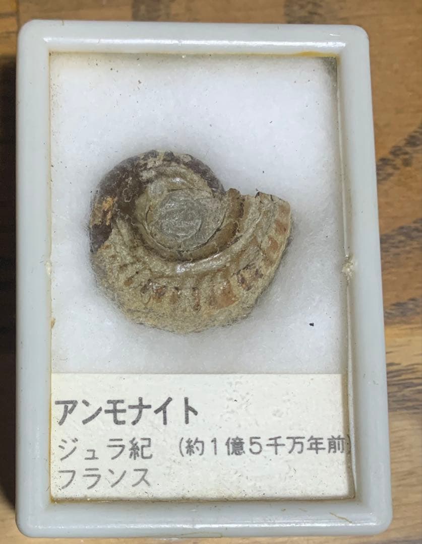 化石　三葉虫　アンモナイト　シェルオパール　メガロドンの歯